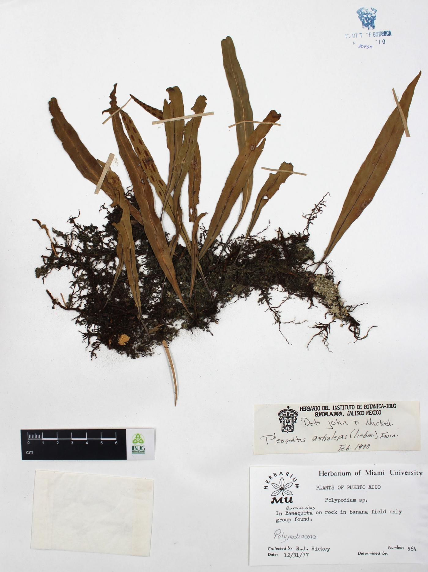 Pleopeltis astrolepis image