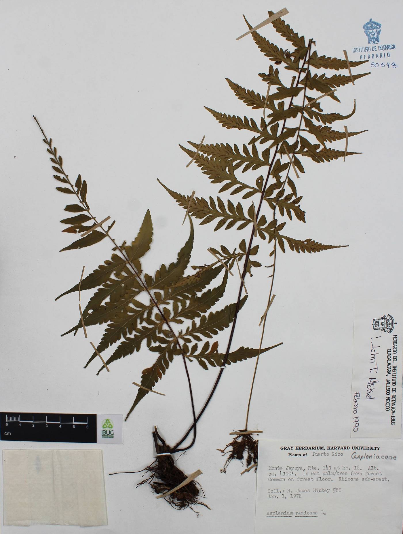 Asplenium radicans image