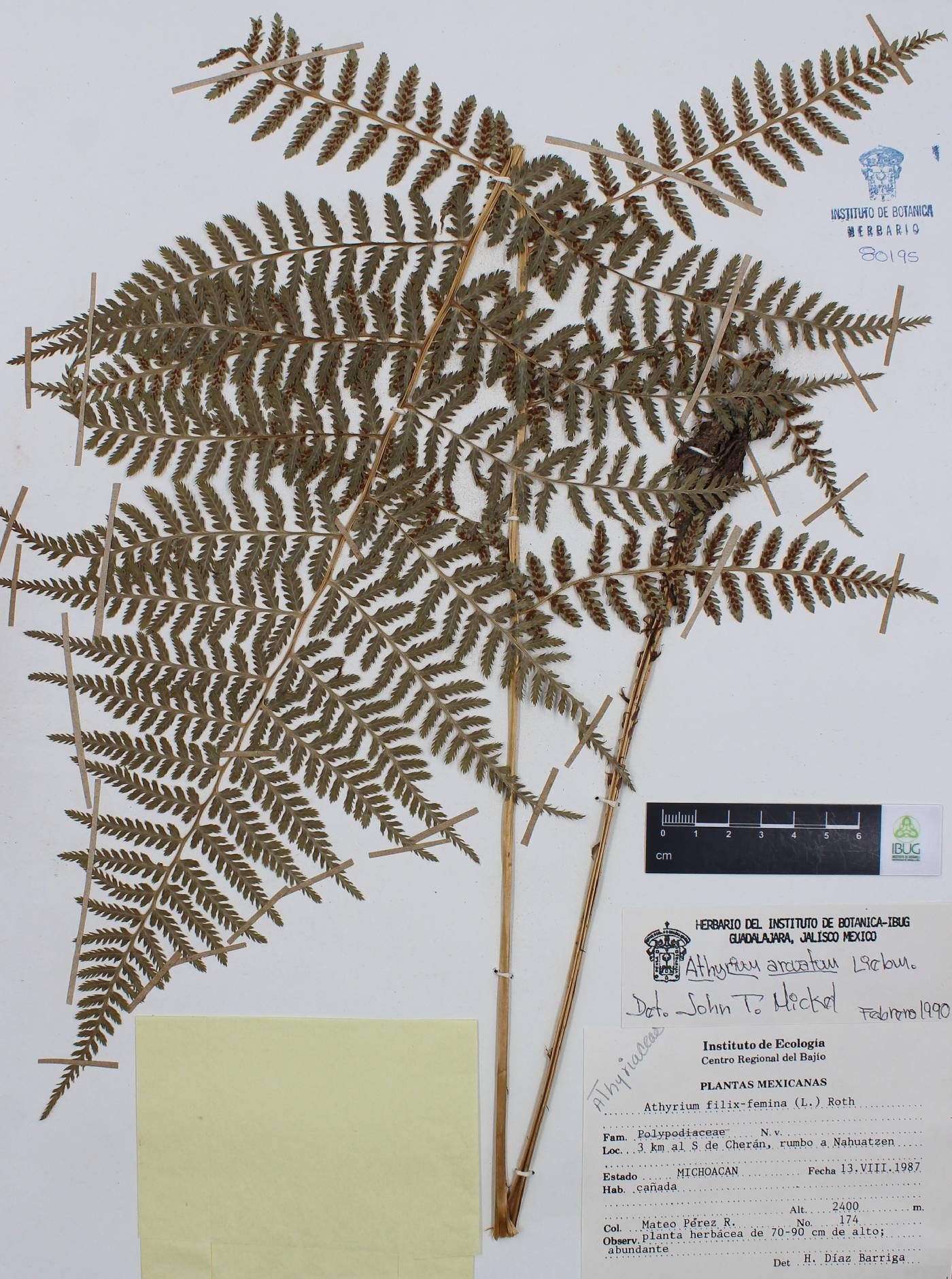 Athyrium arcuatum image