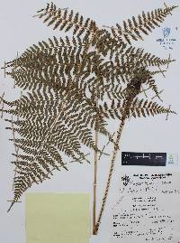 Athyrium arcuatum image
