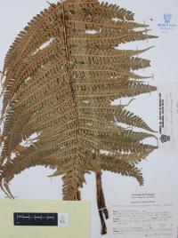 Dryopteris wallichiana image