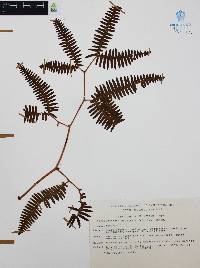 Dicranopteris pectinata image
