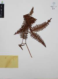 Dicranopteris pectinata image