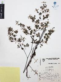 Adiantum andicola image