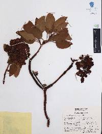 Arbutus xalapensis image