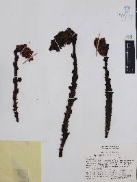 Hypopitys monotropa image