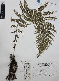 Asplenium achilleifolium image