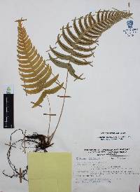Blechnum glandulosum image