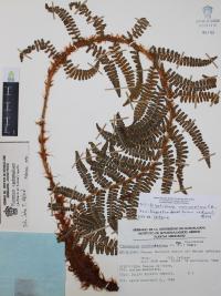 Polystichum speciosissimum image