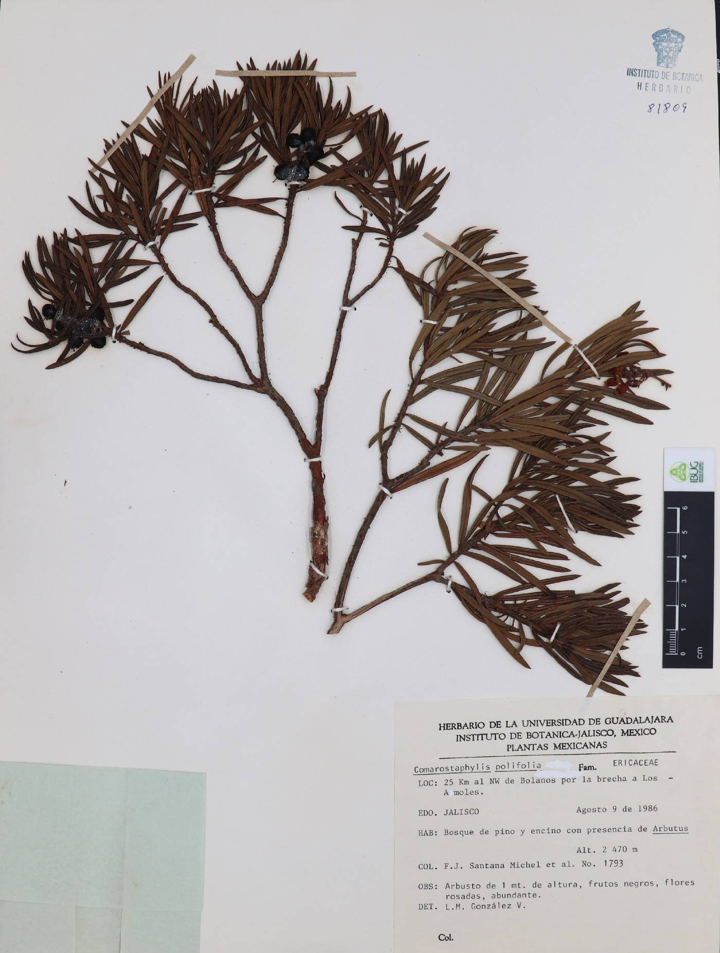 Comarostaphylis polifolia subsp. polifolia image