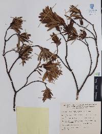 Comarostaphylis polifolia image