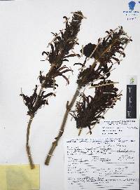 Jacobinia umbrosa image