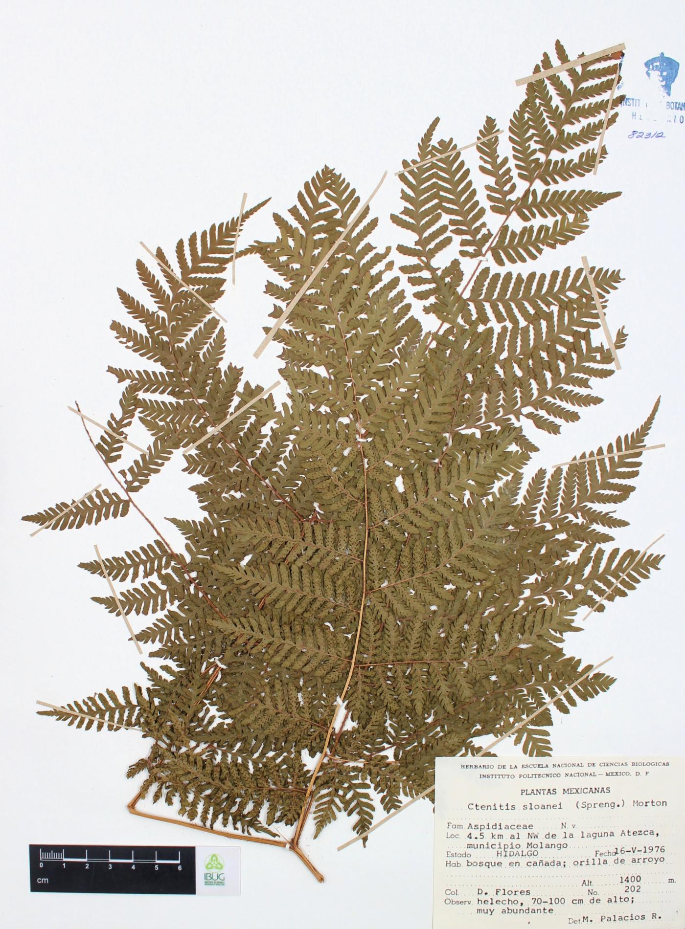 Ctenitis sloanei image