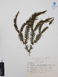 Gleichenia furcata image