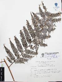 Lophosoria quadripinnata image