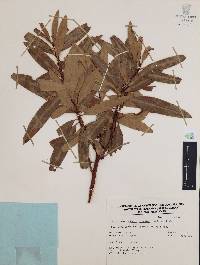 Comarostaphylis discolor image