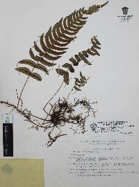Blechnum glandulosum image