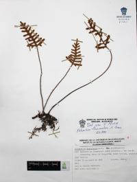 Pleopeltis thyssanolepis image