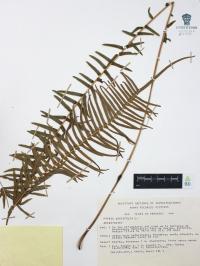 Pteris longifolia image