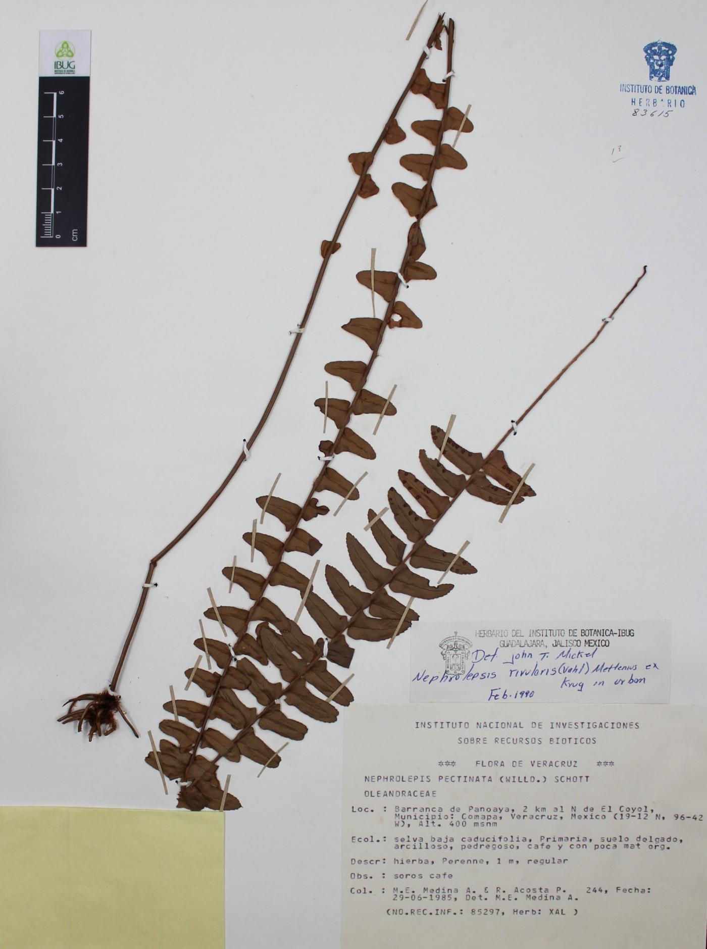 Nephrolepis rivularis image