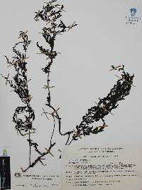 Trichomanes radicans image