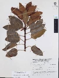 Arbutus xalapensis image