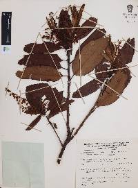 Comarostaphylis discolor image