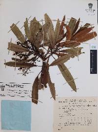 Comarostaphylis discolor image