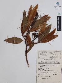 Comarostaphylis discolor image