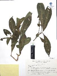 Louteridium parayi image