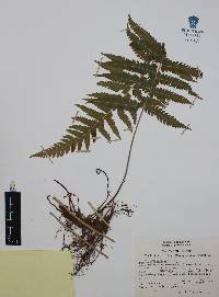 Thelypteris pilosa image