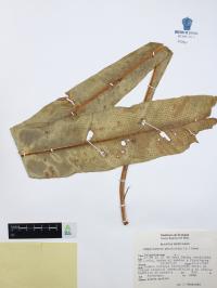 Campyloneurum phyllitidis image