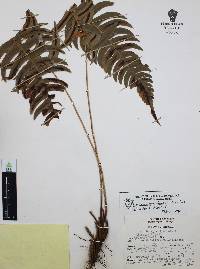 Blechnum glandulosum image