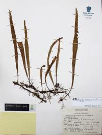 Pleopeltis mexicana image