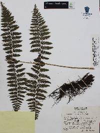 Athyrium arcuatum image