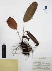 Elaphoglossum erinaceum image