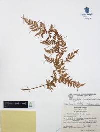 Dryopteris cinnamomea image