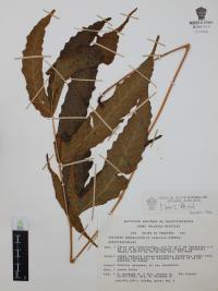 Tectaria heracleifolia image