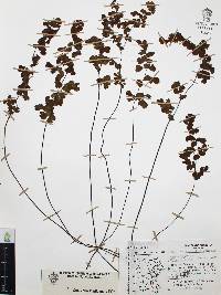 Adiantum capillus-veneris image
