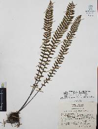 Myriopteris aurea image