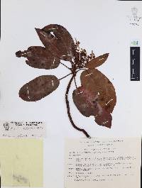 Arbutus xalapensis image