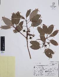 Arbutus xalapensis image