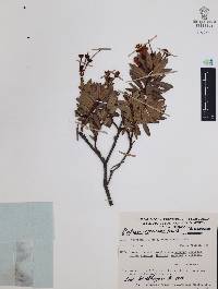 Bejaria aestuans image