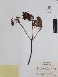 Comarostaphylis glaucescens image