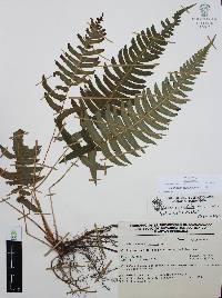Blechnum appendiculatum image
