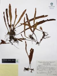 Pleopeltis macrocarpa image