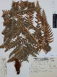Woodwardia spinulosa image