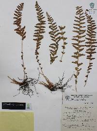 Woodsia mollis image