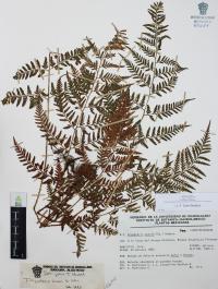 Dryopteris rossii image