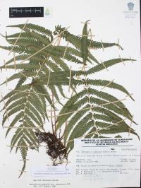 Thelypteris puberula var. sonorensis image